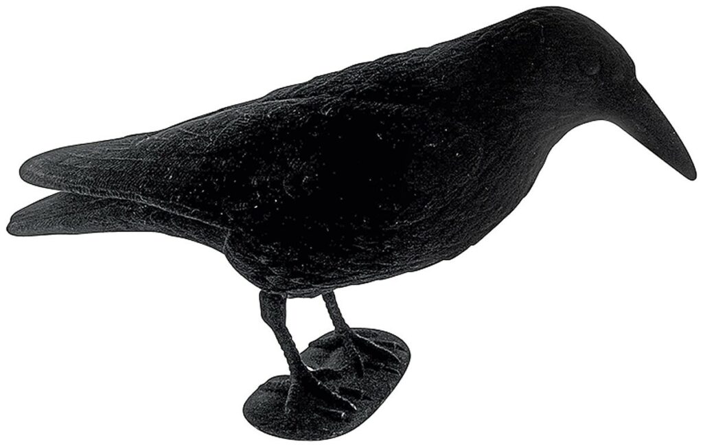 APPELANT CORBEAU